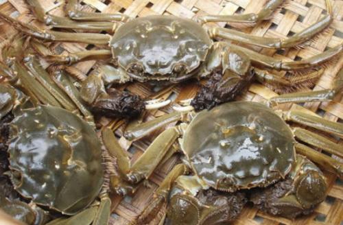 河蟹健康养殖方法和防治方法有哪些?