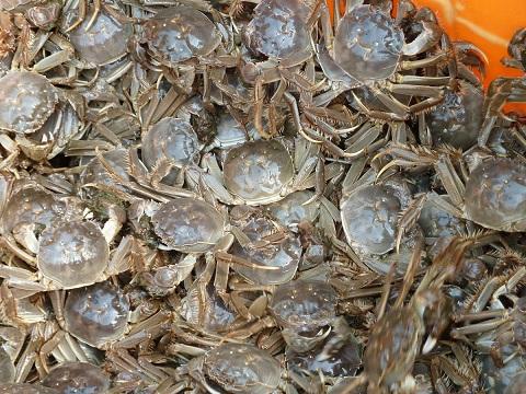 河蟹健康养殖方法和防治方法有哪些?