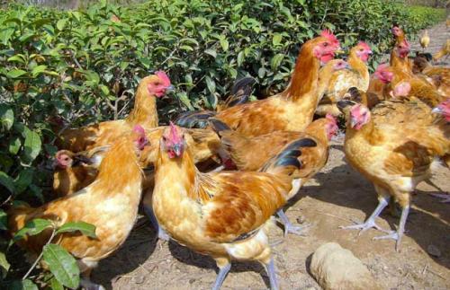 夏日蛋鸡的养殖前景和高产手艺有哪些?