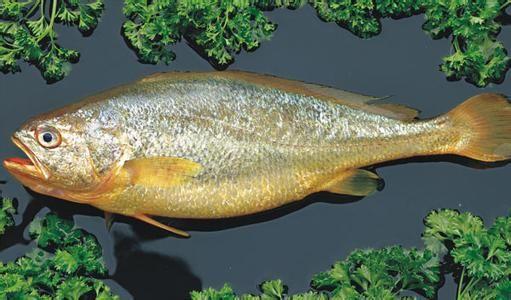 大黄鱼的死亡症防治方法和养殖方法有哪些?