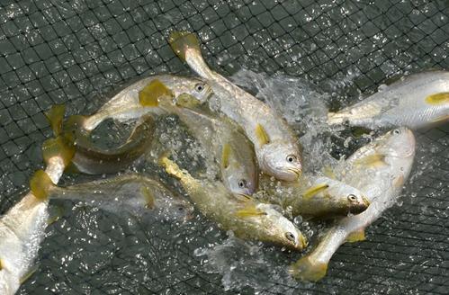 大黄鱼的死亡症防治方法和养殖方法有哪些?