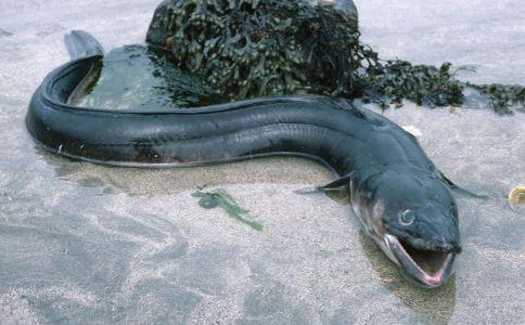 工厂化健康鳗鱼养殖技术有哪些？