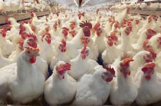 优良商品肉鸡的豢养方法和治理方法有哪些?