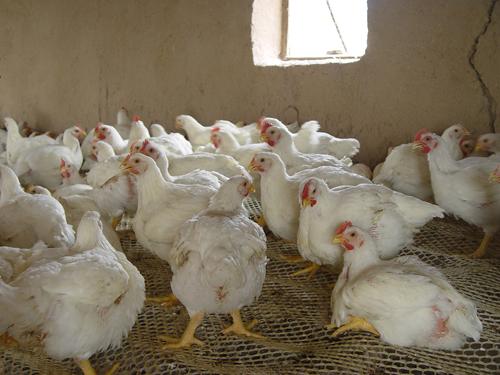 肉鸡无公害养殖方法有哪些?