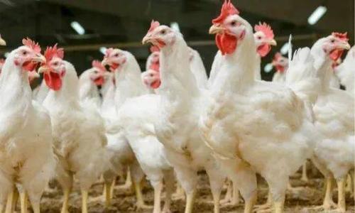 肉鸡无公害养殖方法有哪些?