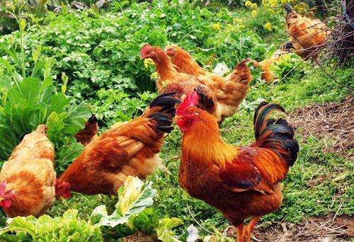 无公害蛋鸡临盆手艺和养殖技术有哪些?