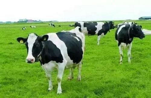 奶牛的中药疗法和治疗方法有哪些?
