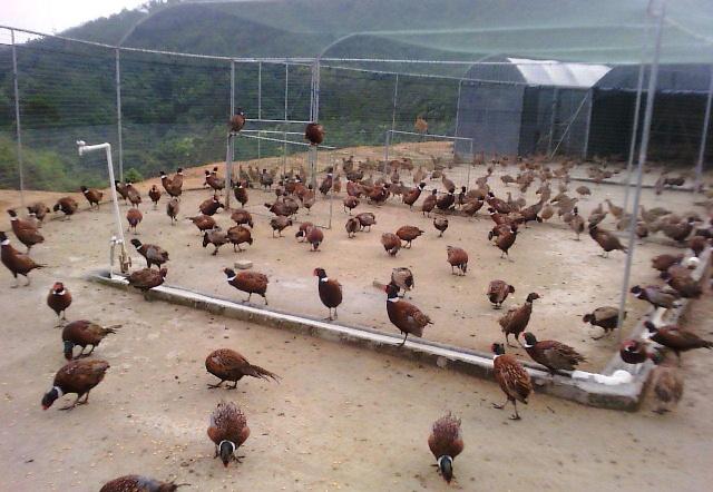 如何养殖七彩山鸡?需要注意什么?