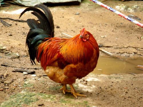 鸡养殖中的几种罕见中毒病及其防治方法