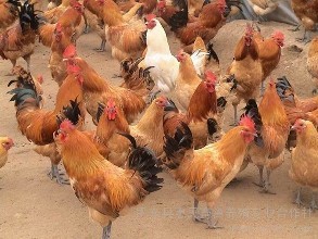 鸡养殖中的几种罕见中毒病及其防治方法