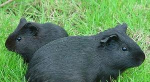 黑豚的养殖技术有哪些?