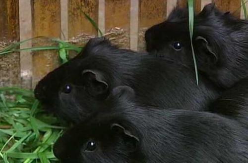 黑豚的养殖技术有哪些?