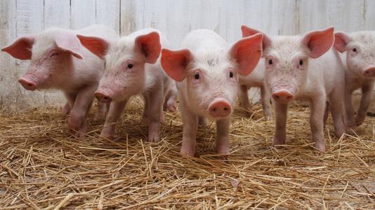 猪的夏季的饲养技术和管理方法有哪些?