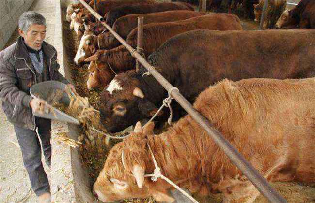 冬季养牛如何防止掉膘?