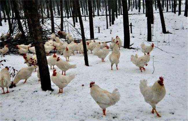 冬季蛋鸡保羽措施有哪些？