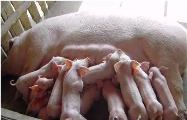 后备母猪初产怎么做繁育效果好？