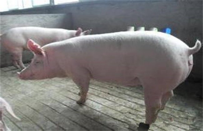 后备母猪初产怎么做繁育效果好？
