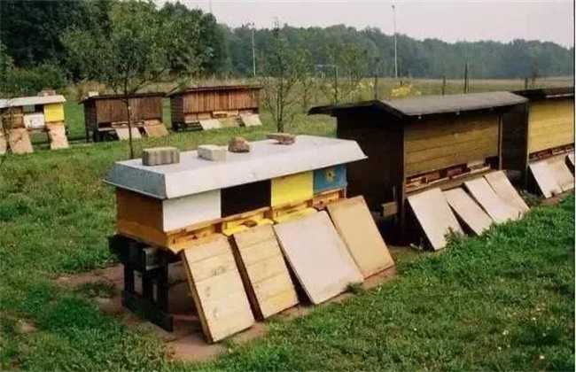 蜜蜂养殖(养蜂)容易失败的原因