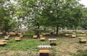 蜜蜂养殖(养蜂)容易失败的原因