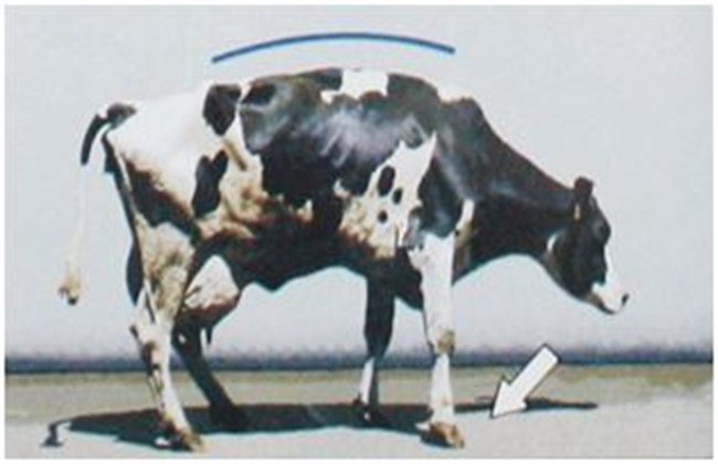 奶牛跛足原因及预防方法有哪些？