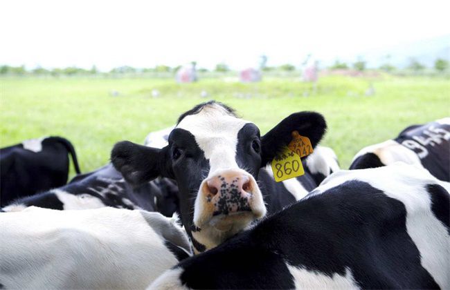 奶牛跛足原因及预防方法有哪些？