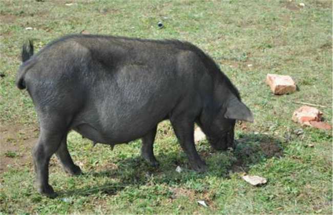最好养的几种黑猪有哪些？