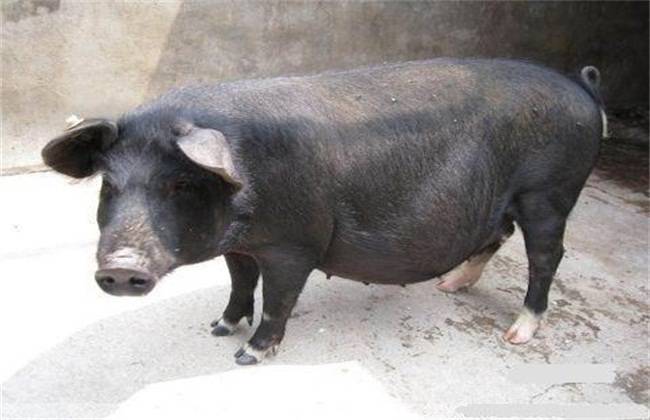 最好养的几种黑猪有哪些？