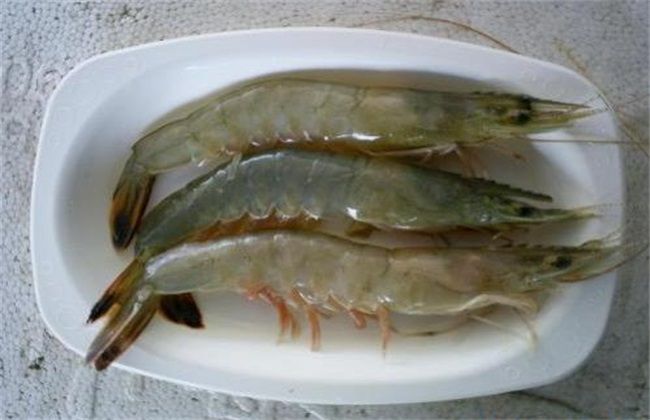 南美白对虾的饲养管理方法
