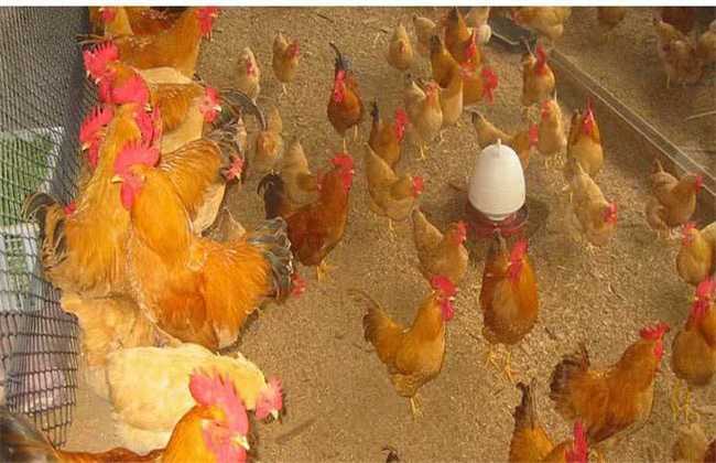 2020年发酵床养鸡技术