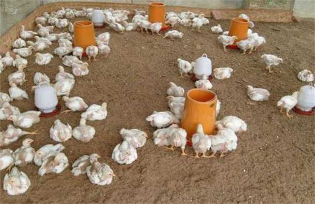 2020年发酵床养鸡技术