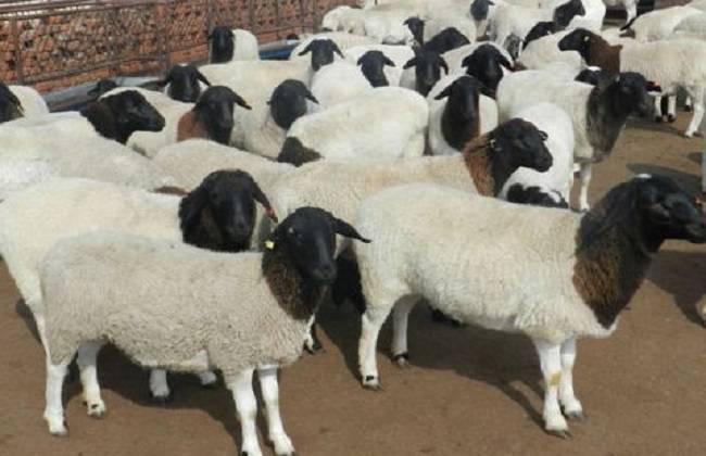 2020年肉羊的养殖行情预测