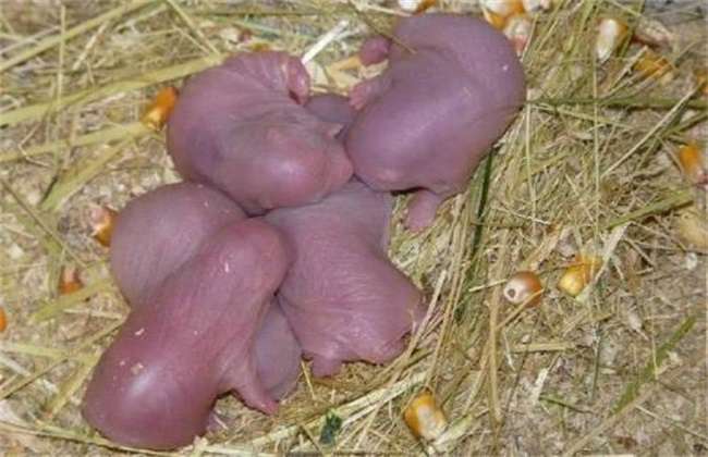 养殖竹鼠哺乳期间的管理方法