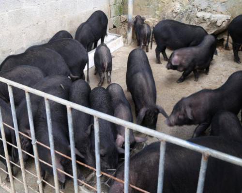 黑猪养殖的日常管理方法