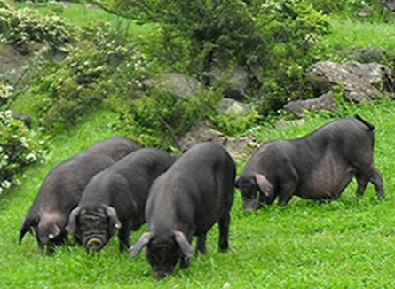 黑猪养殖的日常管理方法