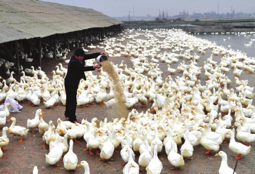 标准肉鸭养殖大棚如何搭建