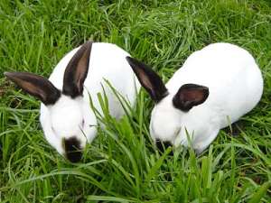獭兔产前产后管理方法_库百科兔子养殖
