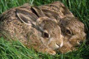 野兔养殖应该注意什么问题_库百科兔子养殖