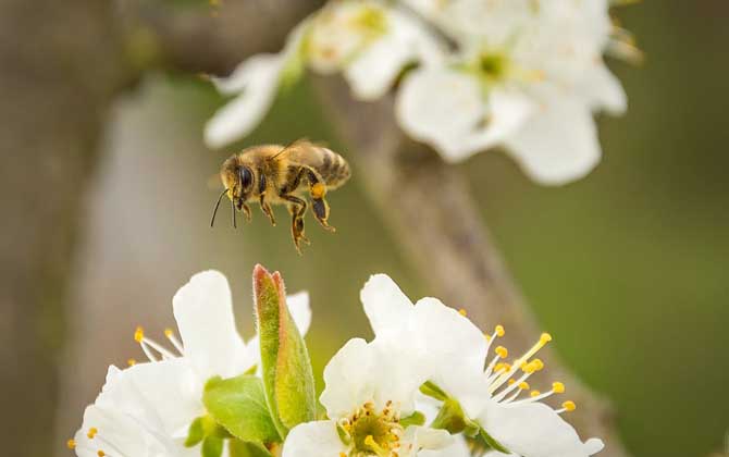蜜蜂为什么要采花酿蜜？