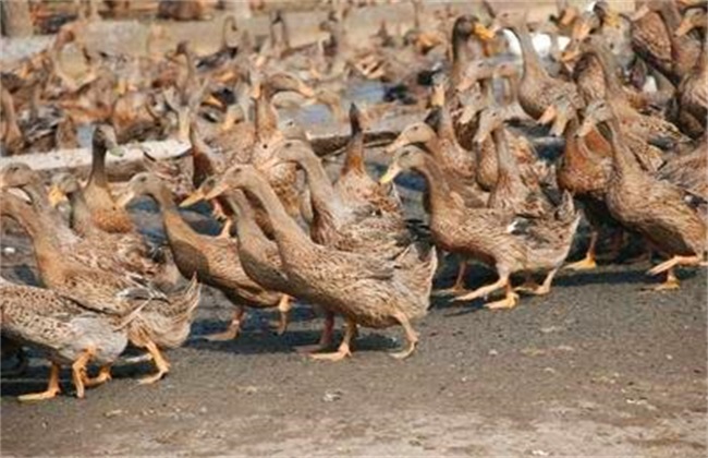 人工野鸭养殖技术总结