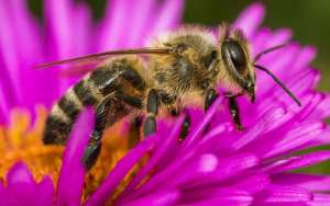 蜜蜂的初步认识_库百科养蜂养殖
