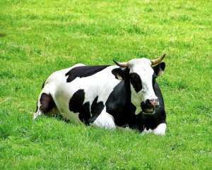 奶牛怎么划分泌乳阶段？奶牛泌乳期如何管理？_库百科养牛