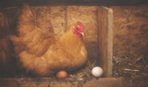 2020年蛋鸡养殖的风险_库百科蛋鸡养殖