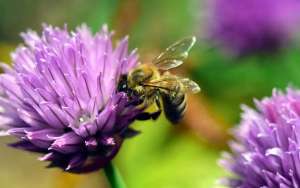 蜜蜂怕什么气味会出巢？_库百科养蜂养殖