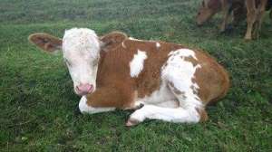 硒对奶牛生产的影响_库百科养牛