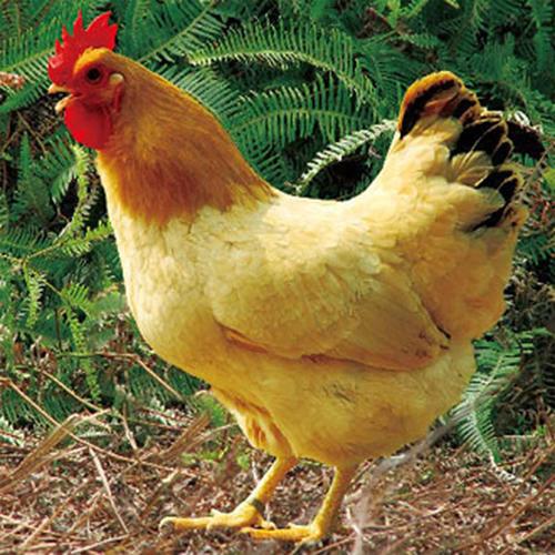 生态养鸡技术