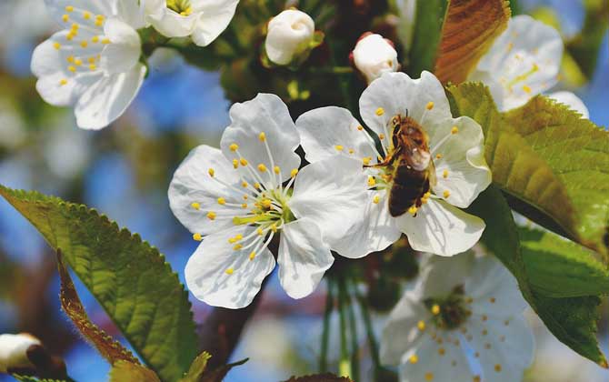 蜜蜂为什么要采花酿蜜？