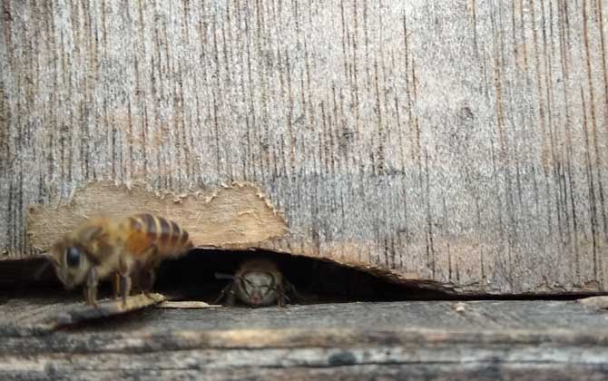 蜜蜂在巢门结团怎么回事？