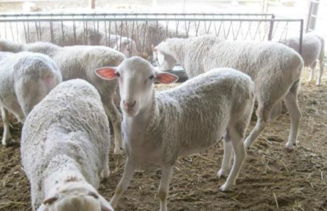 2019养羊的前景如何？