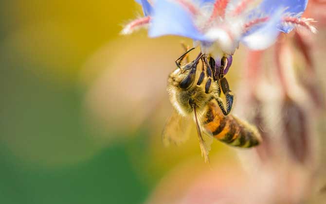 蜜蜂不酿蜜是什么原因？