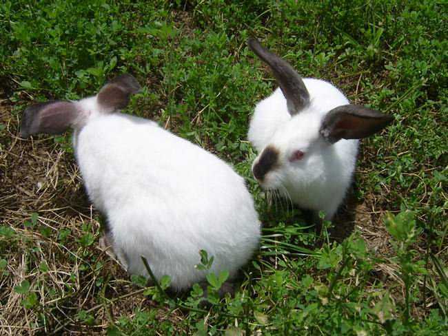 家兔养殖与防病技术